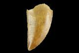 Serrated, Raptor Tooth - Real Dinosaur Tooth #124859-1